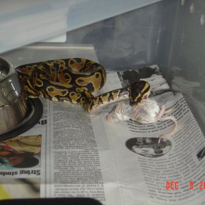 First feed