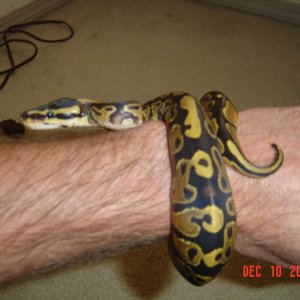 Yellowbelly