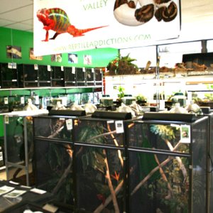 My Store- Reptile Addictions