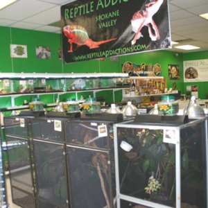 My Store- Reptile Addictions