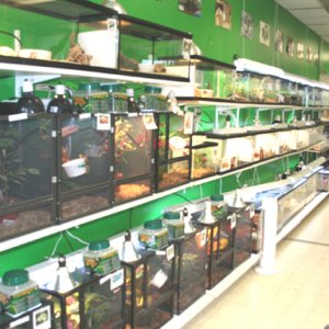 My Store- Reptile Addictions