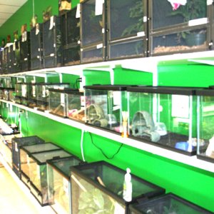 My Store- Reptile Addictions