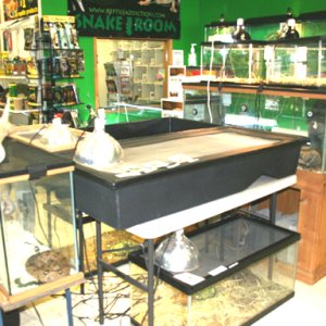 My Reptile Store- Reptile Addictions