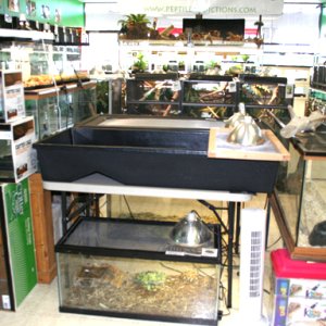 My Reptile Store- Reptile Addictions
