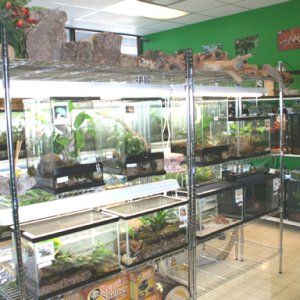 My Reptile Store- Reptile Addictions