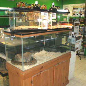 My Reptile Store- Reptile Addictions