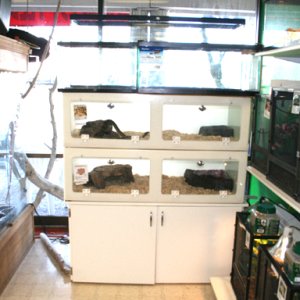 My Store- Reptile Addictions