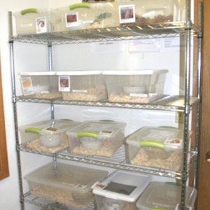 My Store- Reptile Addictions
