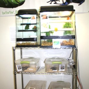 My Store- Reptile Addictions