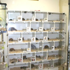 My Store- Reptile Addictions