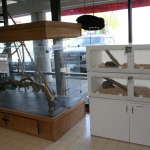 My Reptile Store- Reptile Addictions