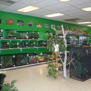 My Reptile Store- Reptile Addictions