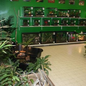 My Reptile Store- Reptile Addictions