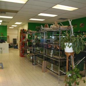 My Reptile Store- Reptile Addictions