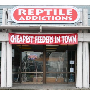 My Reptile Store- Reptile Addictions