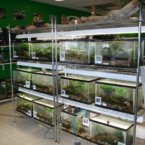 My Reptile Store- Reptile Addictions
