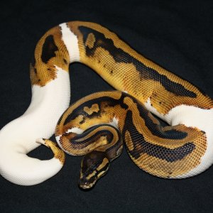 PIED