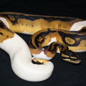 PIED
