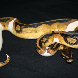 PIED