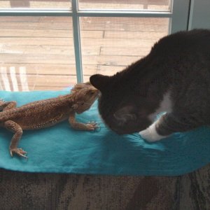 beardies_005
