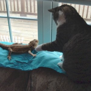 beardies_006