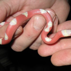 Newest acquisitions from the Taylor Reptile show