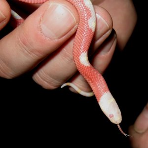 Newest acquisitions from the Taylor Reptile show