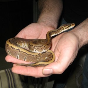 Newest acquisitions from the Taylor Reptile show