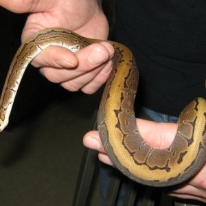 Newest acquisitions from the Taylor Reptile show