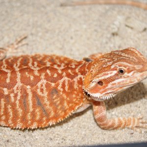 Red Italian Micro Leather(fantastic genetics)