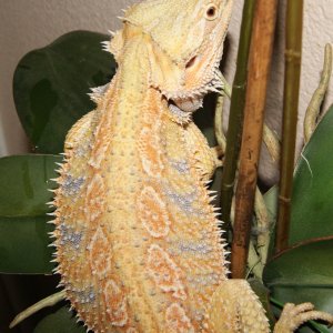 Hypo Citrus Tiger