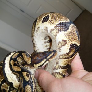YB