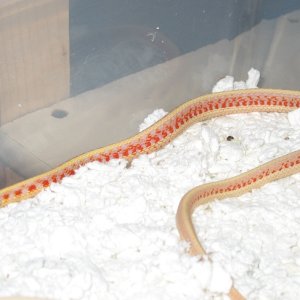 albino_red-sided_male