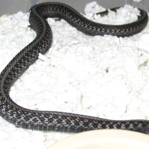 anery_red-sided_male