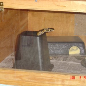new hide