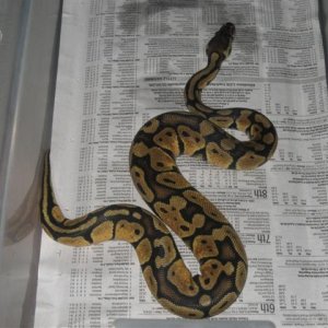 Female Pastel