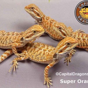 Super Orange - Sample Pic
