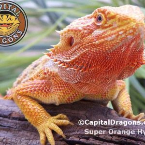 Super Orange/Hypo - Sample Pic