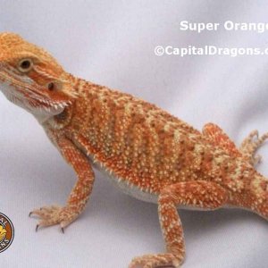 Super Orange - sample picture.