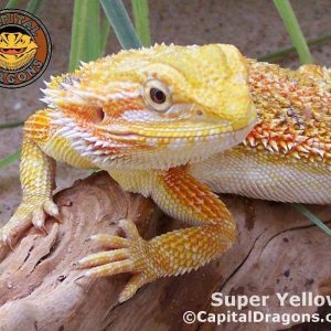 Super Yellow - sample picture.