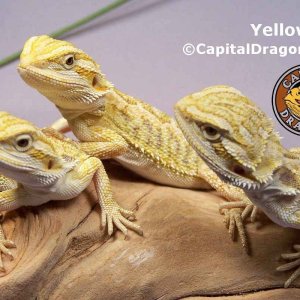 Yellow - sample picture.