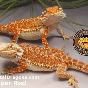Super Red - sample picture.