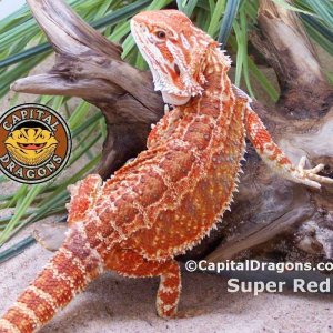 Super Red - sample picture.