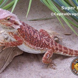 Super Red - sample picture.
