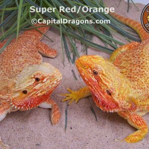 Super Red - sample picture.