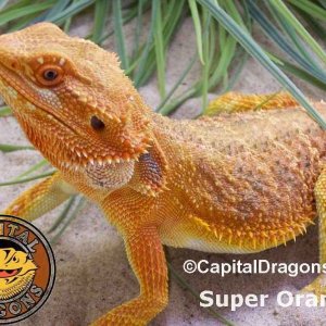 Super Orange - sample picture.