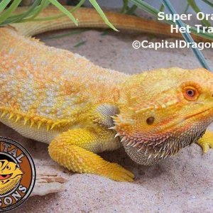 Super Orange - sample picture.