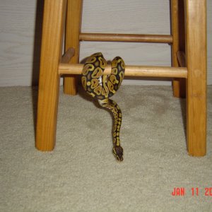 Jungle gym