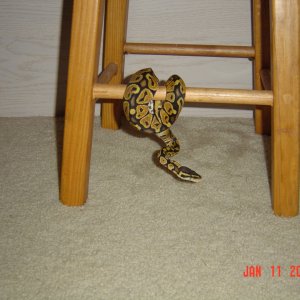 Jungle gym