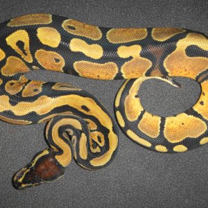 0.1 66% het albino